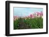 Cultivation of Flower Bulbs in Spring-Jan Marijs-Framed Photographic Print