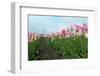 Cultivation of Flower Bulbs in Spring-Jan Marijs-Framed Photographic Print