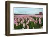 Cultivation of Flower Bulbs in Spring-Jan Marijs-Framed Photographic Print