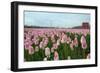 Cultivation of Flower Bulbs in Spring-Jan Marijs-Framed Photographic Print