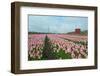 Cultivation of Flower Bulbs in Spring-Jan Marijs-Framed Photographic Print