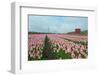 Cultivation of Flower Bulbs in Spring-Jan Marijs-Framed Photographic Print