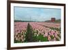 Cultivation of Flower Bulbs in Spring-Jan Marijs-Framed Photographic Print