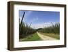 Cultivation of Hops-kb-photodesign-Framed Photographic Print