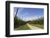 Cultivation of Hops-kb-photodesign-Framed Photographic Print