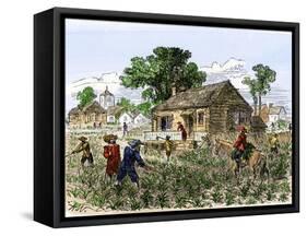 Cultivation of Tobacco in Colonial Virginia-null-Framed Stretched Canvas