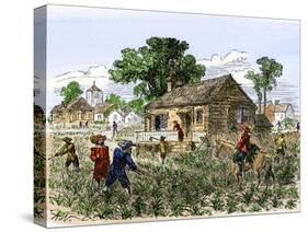 Cultivation of Tobacco in Colonial Virginia-null-Stretched Canvas