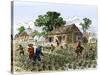 Cultivation of Tobacco in Colonial Virginia-null-Stretched Canvas