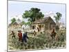 Cultivation of Tobacco in Colonial Virginia-null-Mounted Giclee Print