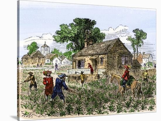 Cultivation of Tobacco in Colonial Virginia-null-Stretched Canvas