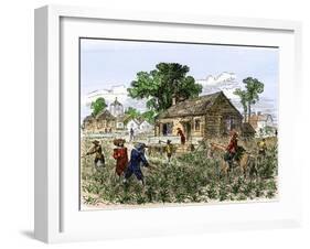 Cultivation of Tobacco in Colonial Virginia-null-Framed Giclee Print