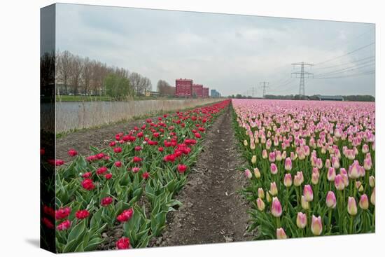 Cultivation of Tulips along a City-Jan Marijs-Stretched Canvas