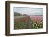 Cultivation of Tulips along a City-Jan Marijs-Framed Photographic Print