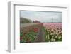 Cultivation of Tulips along a City-Jan Marijs-Framed Photographic Print