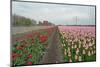 Cultivation of Tulips along a City-Jan Marijs-Mounted Photographic Print
