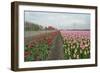 Cultivation of Tulips along a City-Jan Marijs-Framed Photographic Print