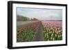 Cultivation of Tulips along a City-Jan Marijs-Framed Photographic Print