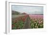 Cultivation of Tulips along a City-Jan Marijs-Framed Photographic Print