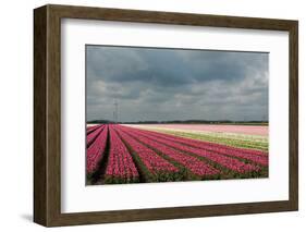 Cultivation of Tulips Ans a Windmill-Jan Marijs-Framed Photographic Print