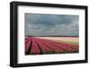 Cultivation of Tulips Ans a Windmill-Jan Marijs-Framed Photographic Print