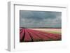 Cultivation of Tulips Ans a Windmill-Jan Marijs-Framed Photographic Print