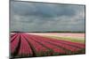 Cultivation of Tulips Ans a Windmill-Jan Marijs-Mounted Photographic Print