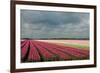 Cultivation of Tulips Ans a Windmill-Jan Marijs-Framed Photographic Print