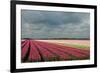 Cultivation of Tulips Ans a Windmill-Jan Marijs-Framed Photographic Print