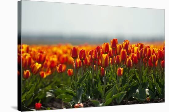 Cultivation of Tulips in Spring-Jan Marijs-Stretched Canvas