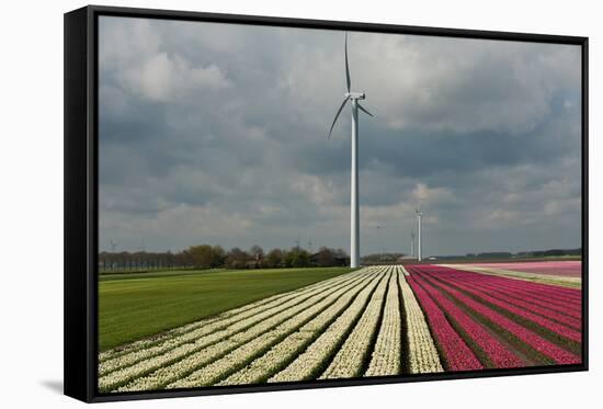 Cultivation of Tulips in Spring-Jan Marijs-Framed Stretched Canvas