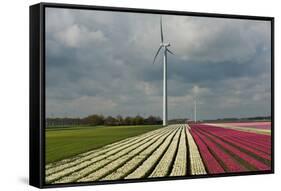 Cultivation of Tulips in Spring-Jan Marijs-Framed Stretched Canvas