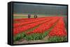 Cultivation of Tulips in Spring-Jan Marijs-Framed Stretched Canvas