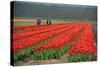 Cultivation of Tulips in Spring-Jan Marijs-Stretched Canvas