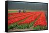 Cultivation of Tulips in Spring-Jan Marijs-Framed Stretched Canvas