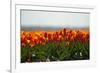 Cultivation of Tulips in Spring-Jan Marijs-Framed Photographic Print