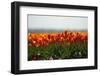 Cultivation of Tulips in Spring-Jan Marijs-Framed Photographic Print