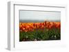 Cultivation of Tulips in Spring-Jan Marijs-Framed Photographic Print