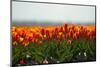 Cultivation of Tulips in Spring-Jan Marijs-Mounted Photographic Print