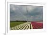 Cultivation of Tulips in Spring-Jan Marijs-Framed Photographic Print