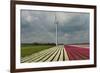 Cultivation of Tulips in Spring-Jan Marijs-Framed Photographic Print