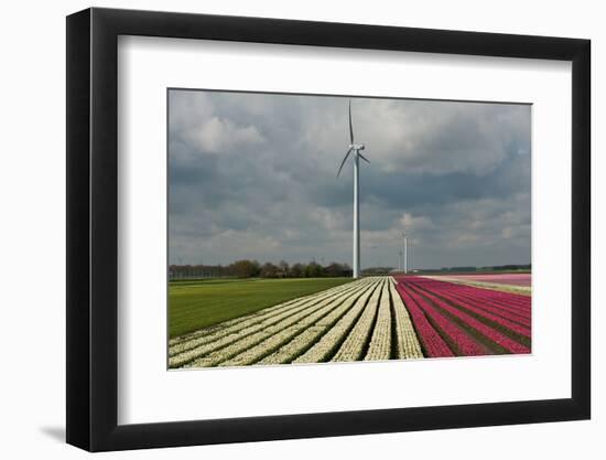 Cultivation of Tulips in Spring-Jan Marijs-Framed Photographic Print