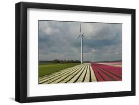 Cultivation of Tulips in Spring-Jan Marijs-Framed Photographic Print