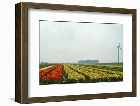 Cultivation of Tulips in Spring-Jan Marijs-Framed Photographic Print