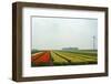 Cultivation of Tulips in Spring-Jan Marijs-Framed Photographic Print