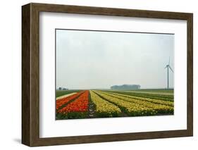 Cultivation of Tulips in Spring-Jan Marijs-Framed Photographic Print