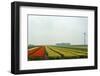 Cultivation of Tulips in Spring-Jan Marijs-Framed Photographic Print