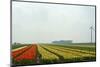 Cultivation of Tulips in Spring-Jan Marijs-Mounted Photographic Print