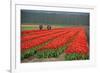 Cultivation of Tulips in Spring-Jan Marijs-Framed Photographic Print