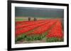 Cultivation of Tulips in Spring-Jan Marijs-Framed Photographic Print