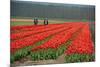 Cultivation of Tulips in Spring-Jan Marijs-Mounted Photographic Print